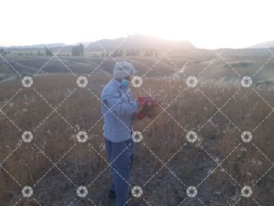 گندم زار -دژکوه