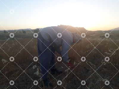 گندم زار -دژکوه