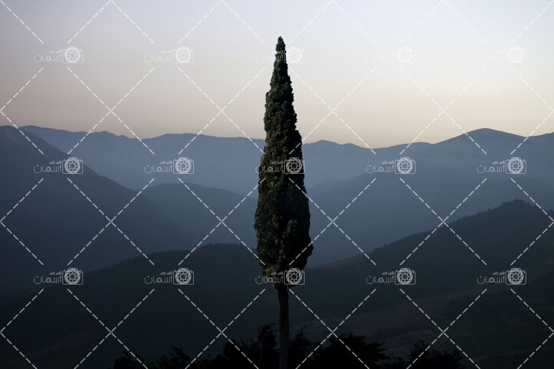 سرو