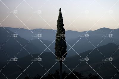 سرو