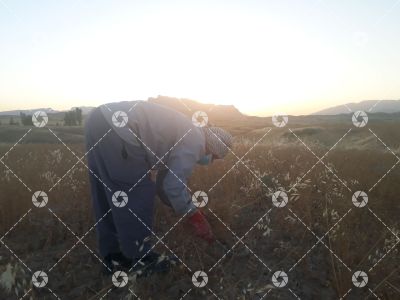 گندم زار -دژکوه
